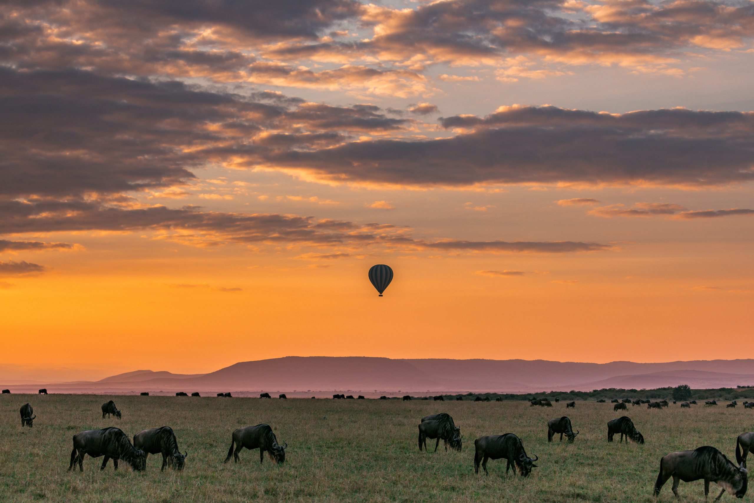 safari tanzanie coucher de soleil avec gnous et montgolfière